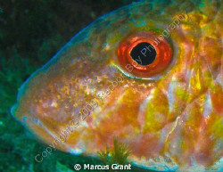 Goat fish, taken on the wreck of tug boat 10 in the south... by Marcus Grant 
